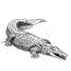 Крокодил для энциклопедии