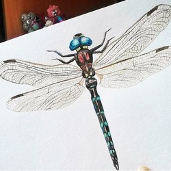 dragonfly