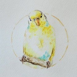 желтый попугайчик