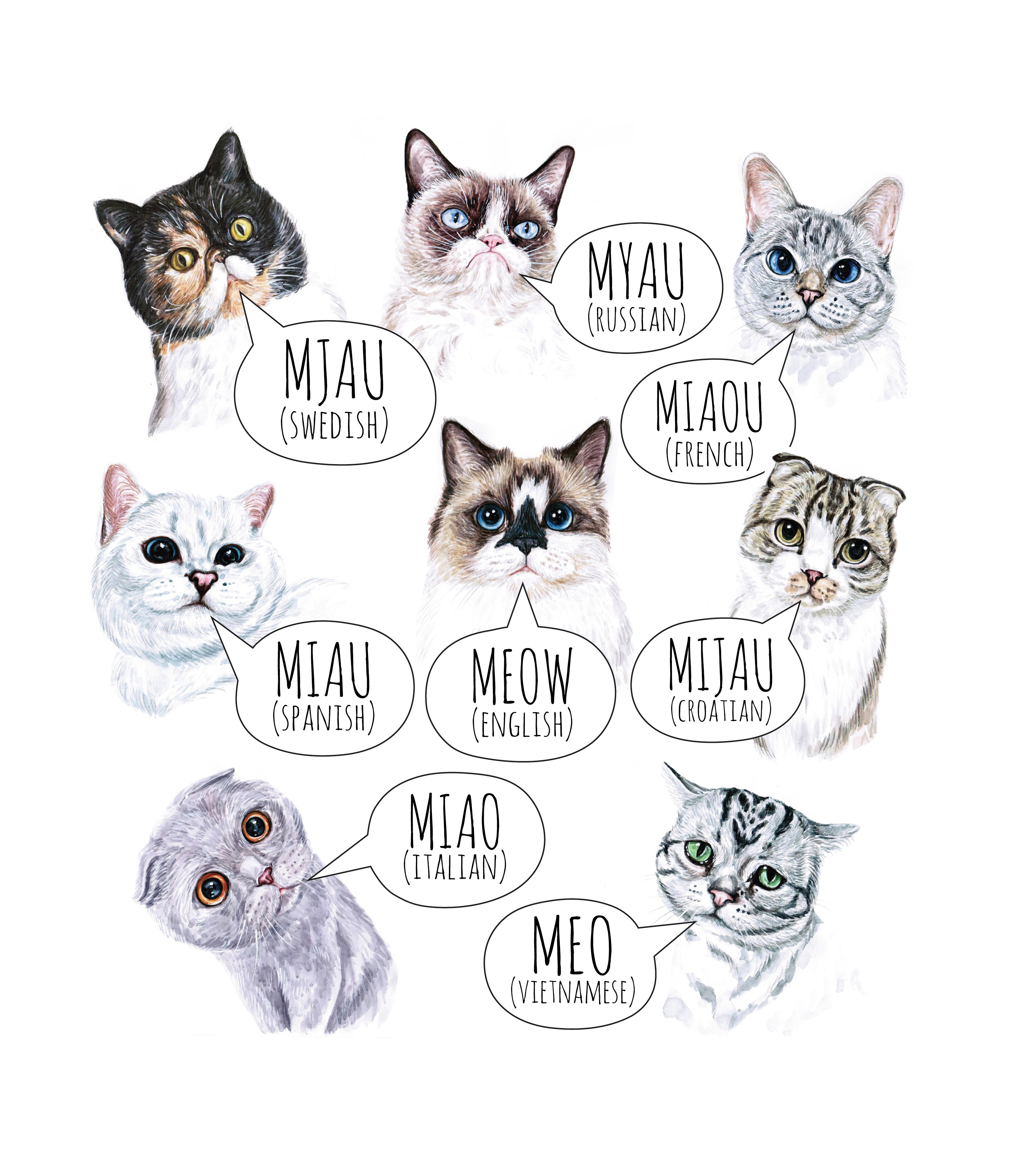 Интернациональное «Мяу» — Сайт о кошках «ank-ugra.ru»