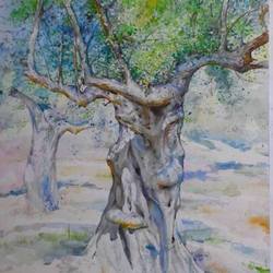 Старая маслина