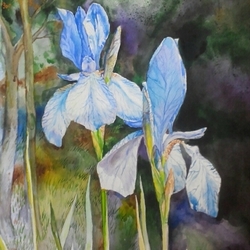 Ирисы