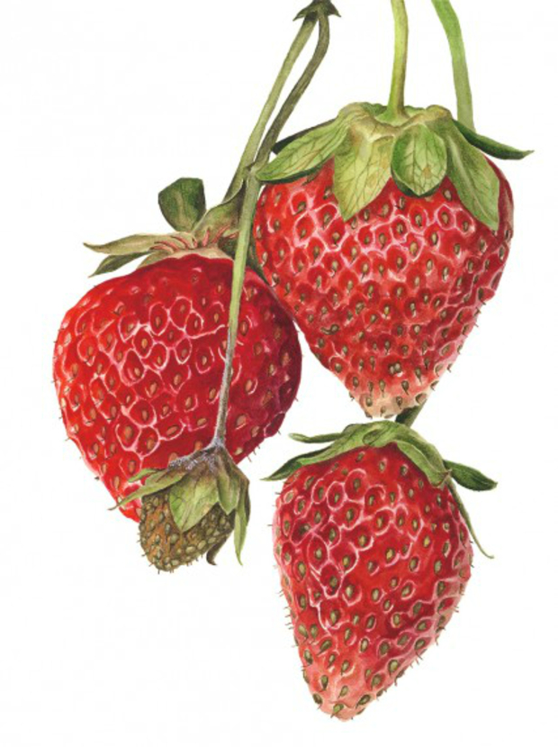 Main 111414020 large strawberrieseverest