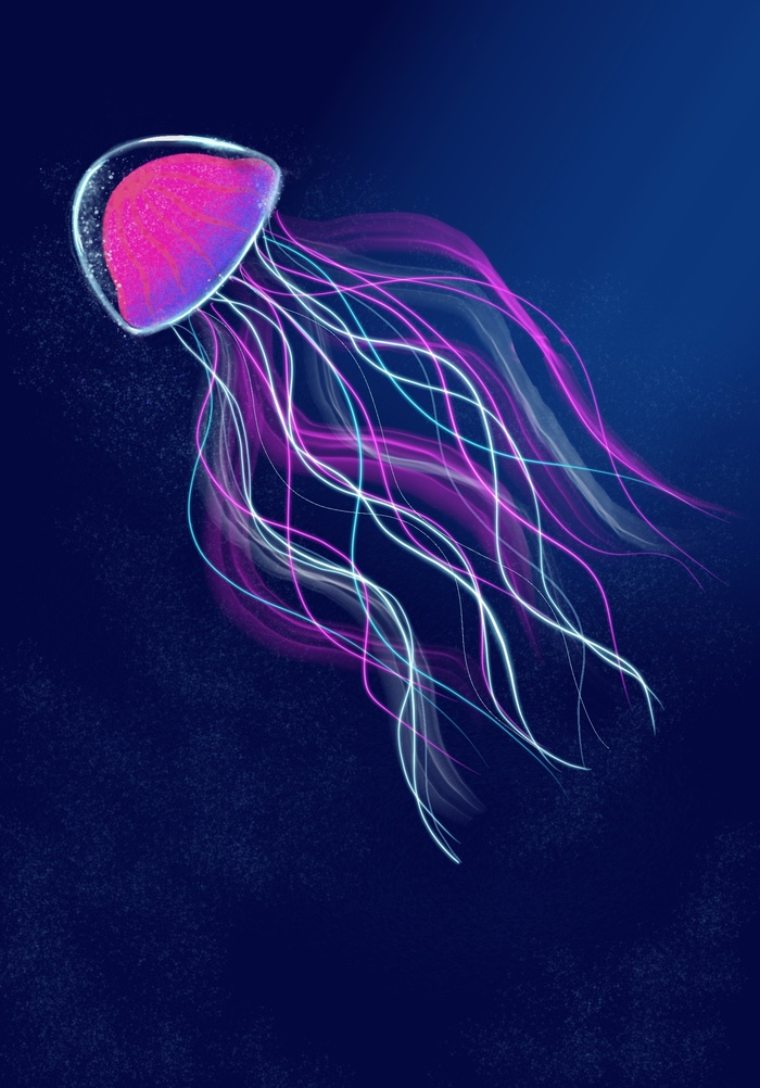 Jellyfish