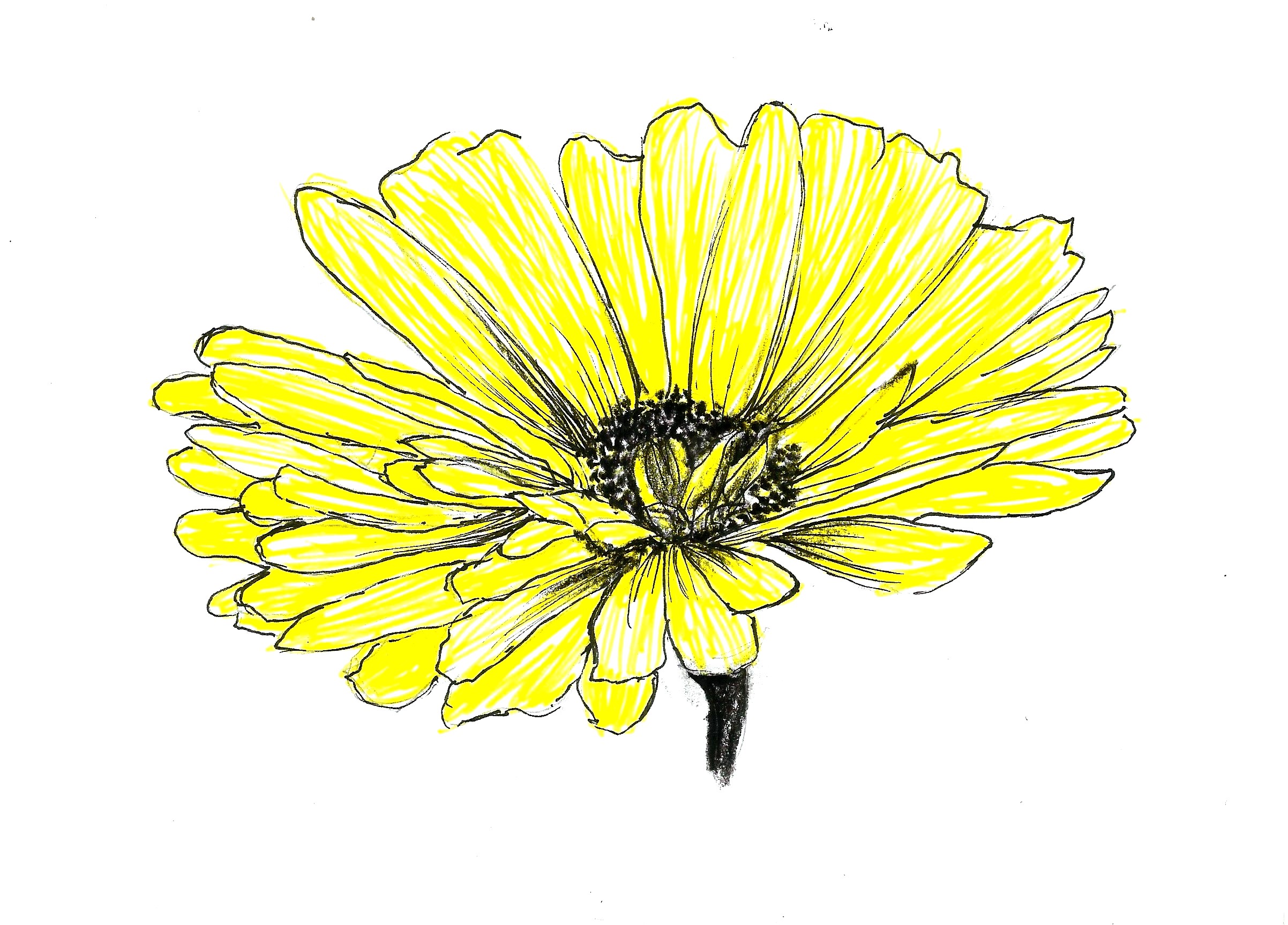 Жёлтый цветок в стиле Академический рисунок, графика, живопись,