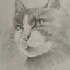 Кошечка карандашом