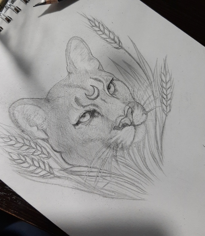 Пантера в степи 