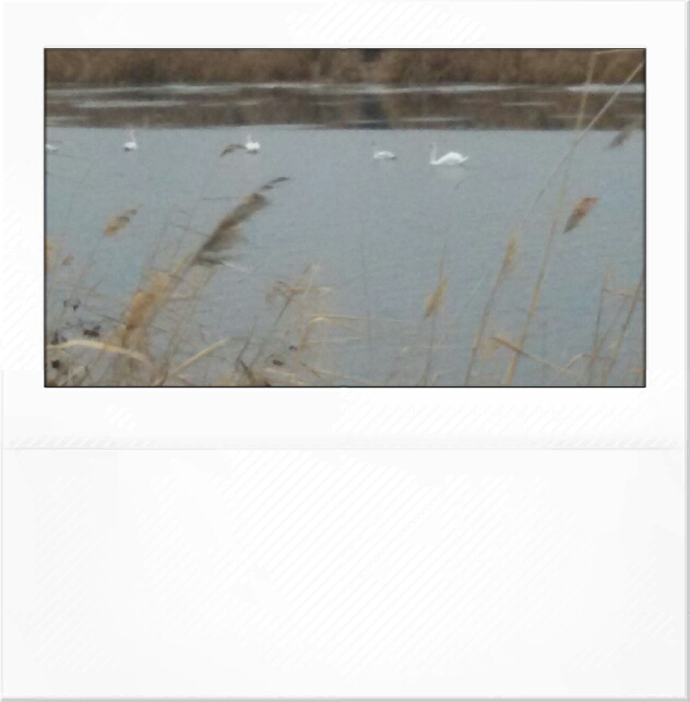 Редкие птицы