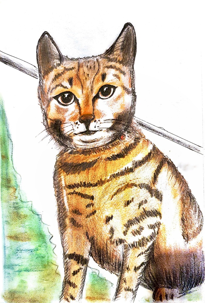 Кошачьи будни.