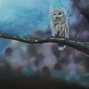 Magic owl