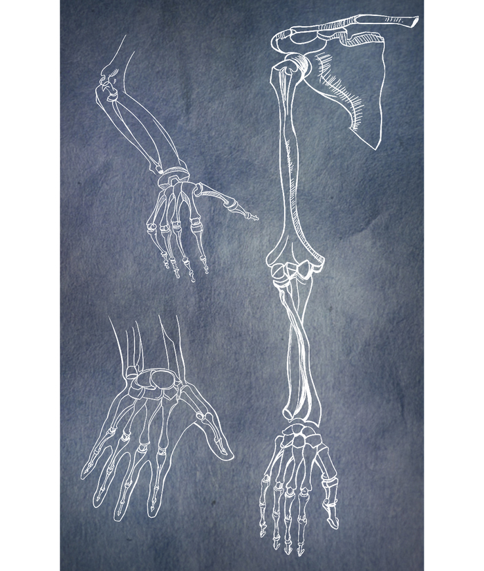 PSD файлы конечностей на отдельных слоях