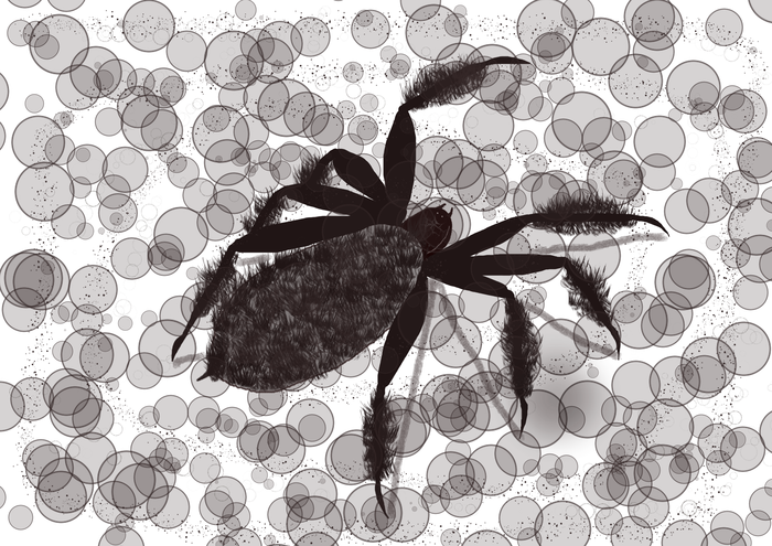 Паук о вселенной