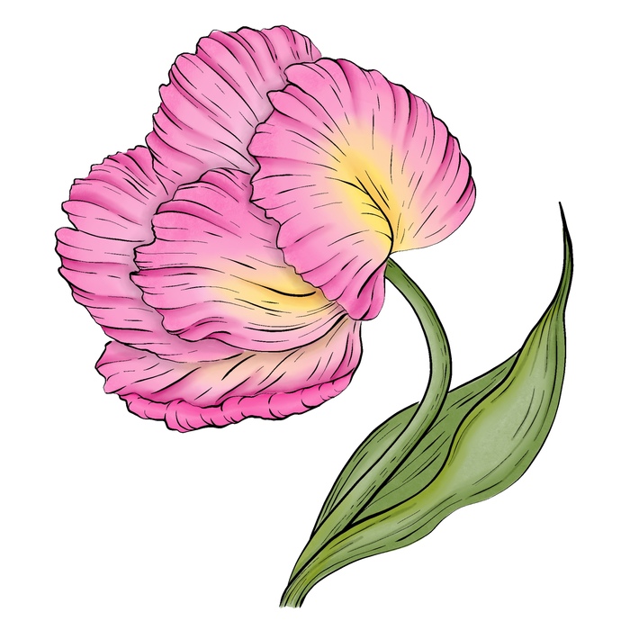 Иллюстрация «Розовый тюльпан»