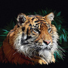 Amur Tiger 