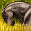 Андалузский серый жеребец