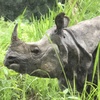 Носорог