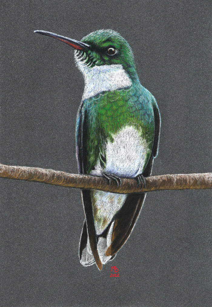 Белогорлый колибри