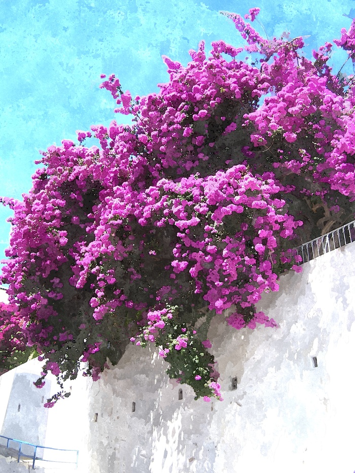 Куст с лиловыми цветками. Аризона фиолетовые кусты.