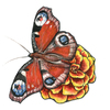 Иллюстрация Бабочка файл