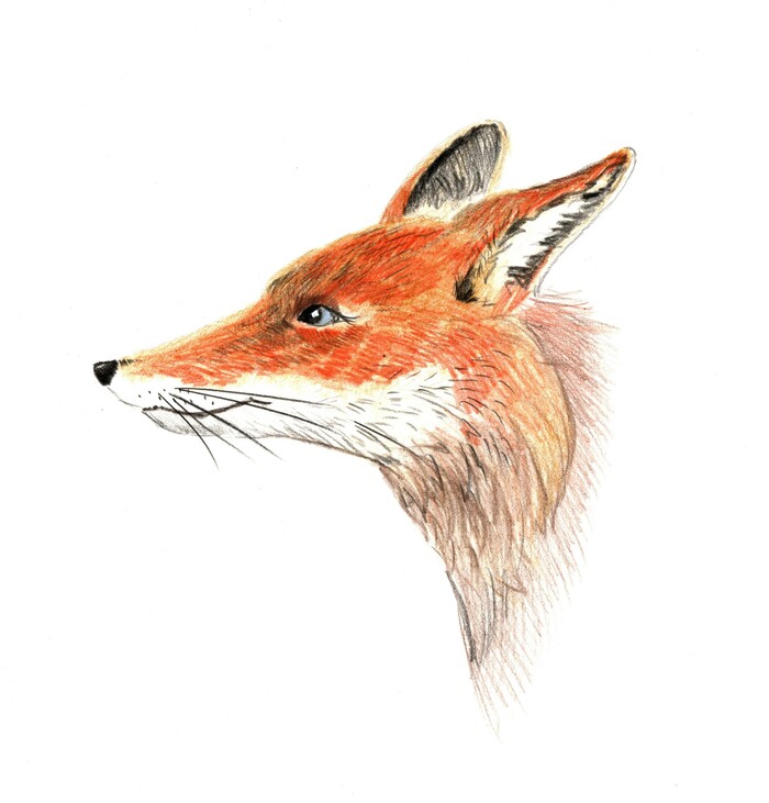 Голова рыжей лисы 