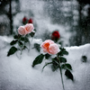 Roses in the snow