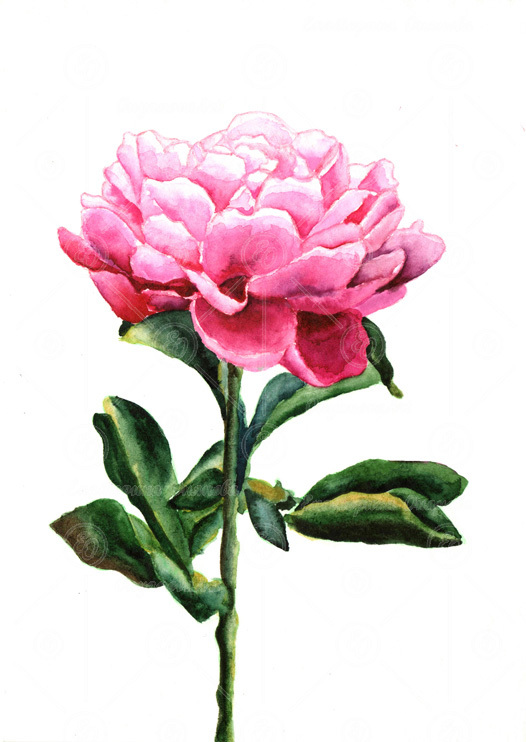 Розовый пион акварелью