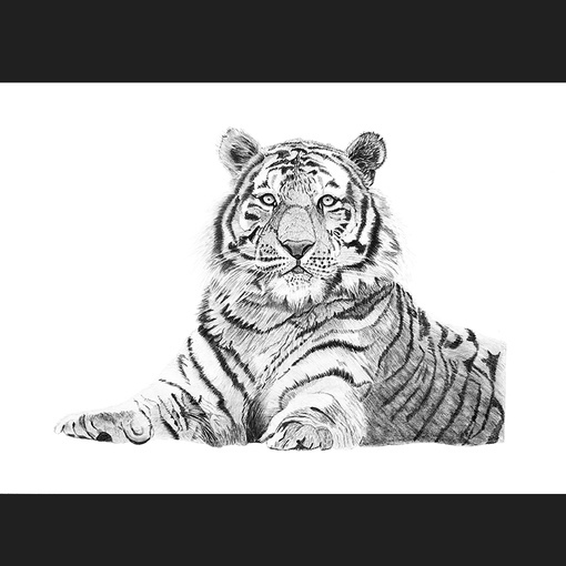 Тигр, царь зверей