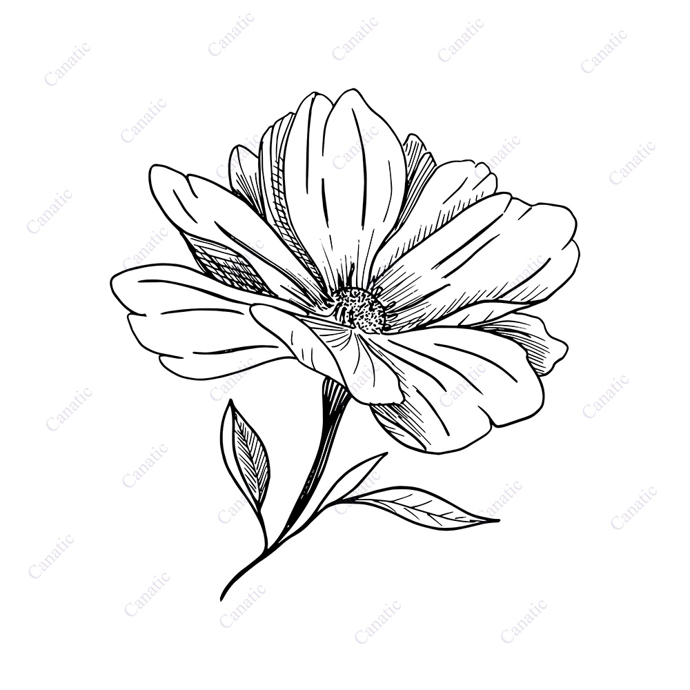 цветок черно белый рисунок