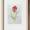 Ботаническая иллюстрация акварель тюльпан