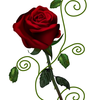 Роза