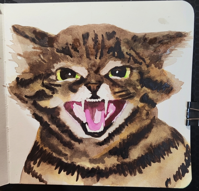 Черноногая кошка