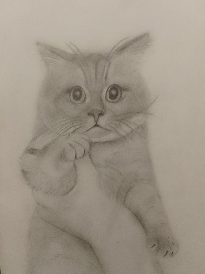 Кошка, Cat