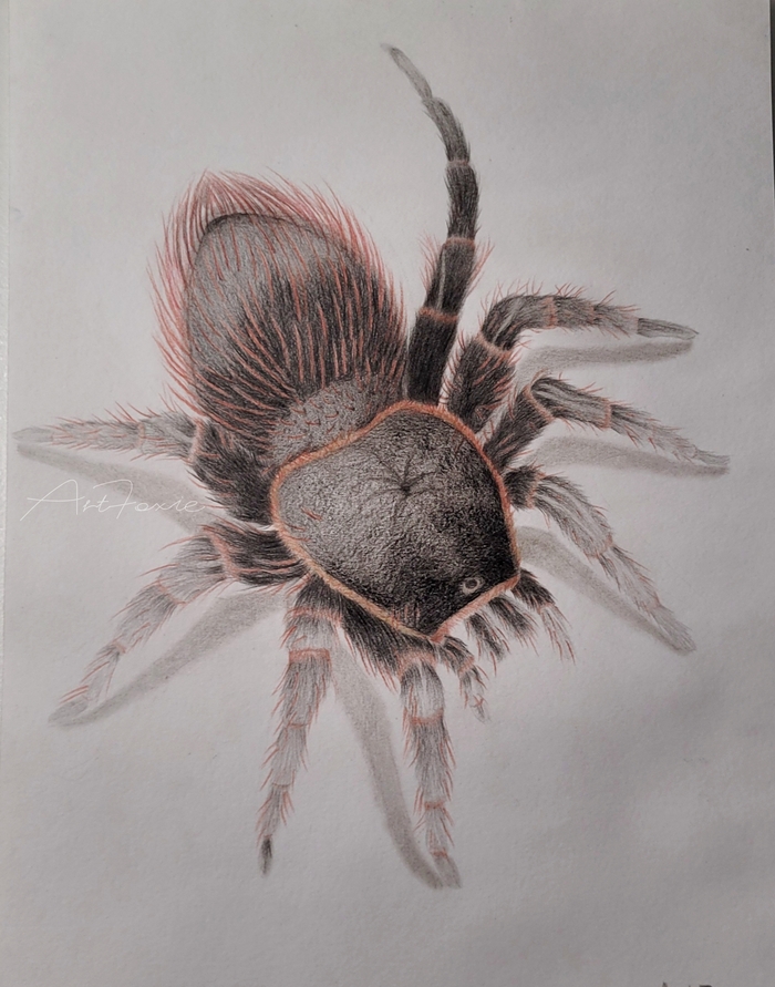 Домашний паук 