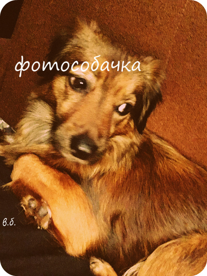 фотособака 