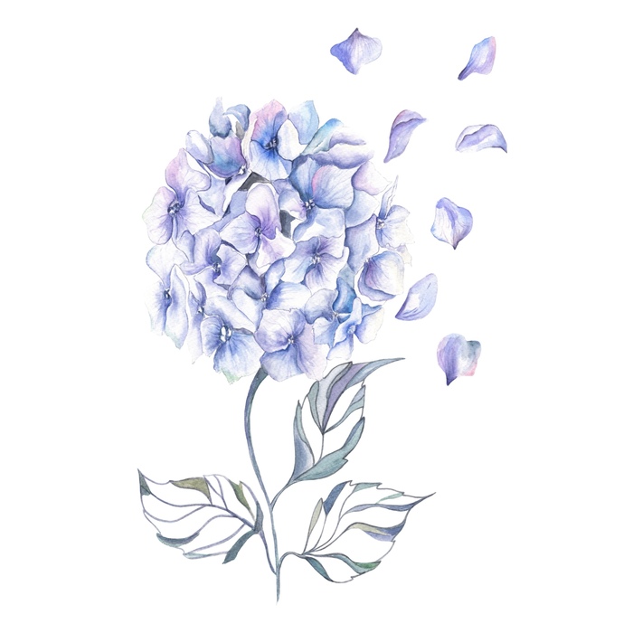 Нежный воздушный акварельный цветок гортензии с летящими лепестками в небо