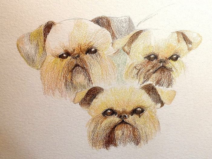 Любимые грифоны