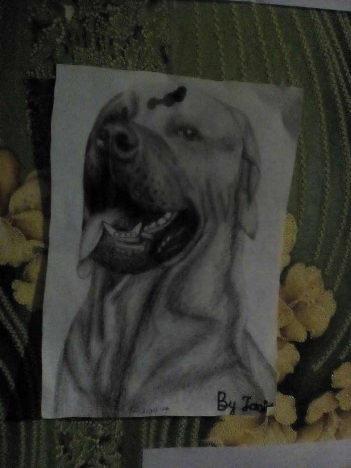 Продаю рисунок мастифа