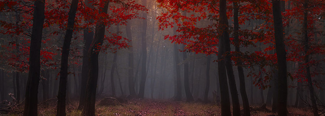 Main  lost red story  by janek sedlar d6mt3kh