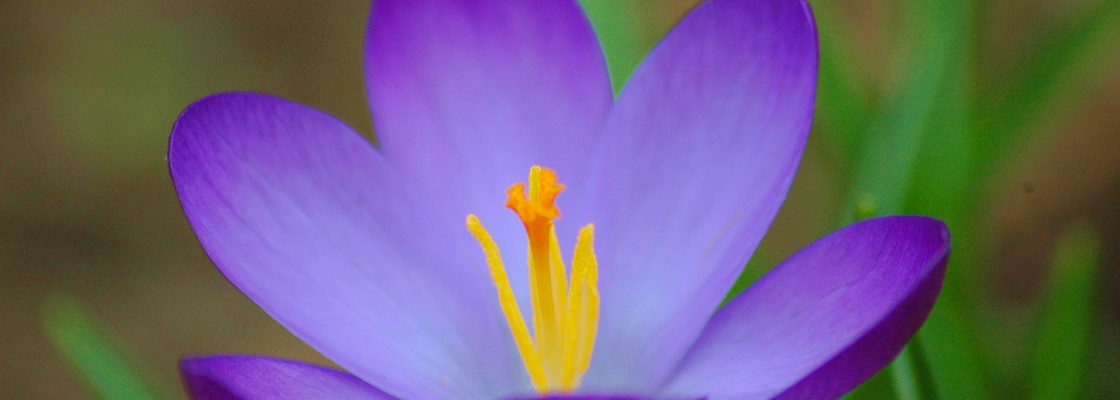 Main nature   flowers spring flower crocus 065815 