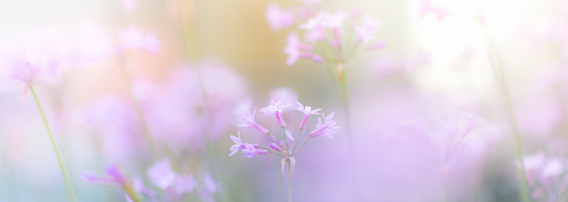 Main hdoboi org 54129