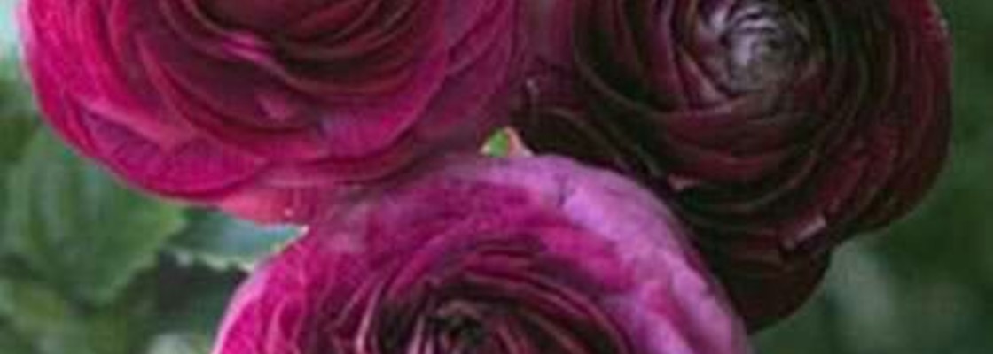 Main purple ranunculus