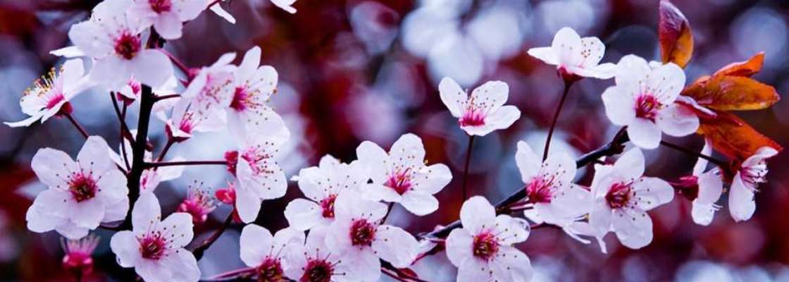 Main cvety derevya rasteniya sakura 23503