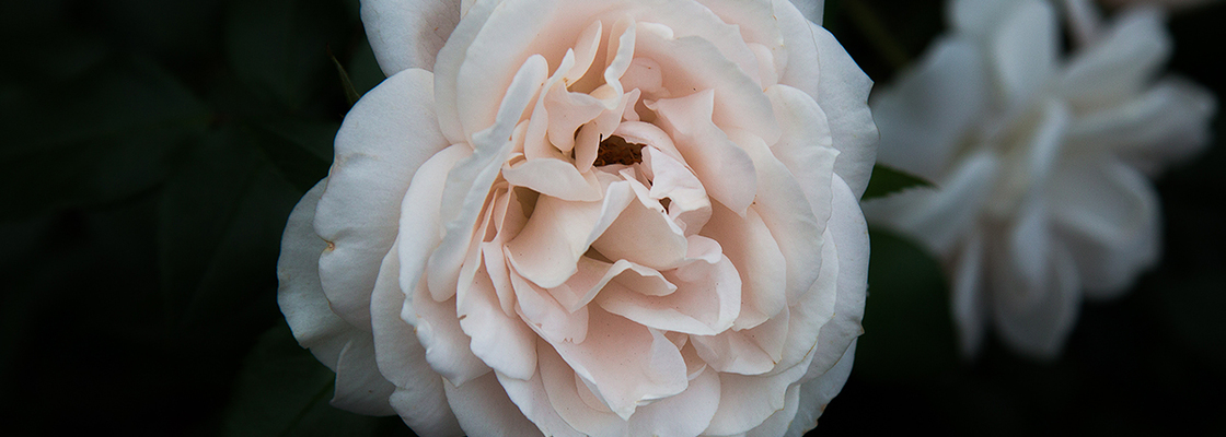 Main img 1115