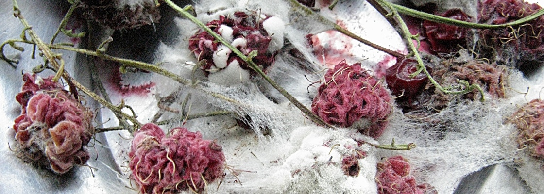 Main %d0%9f%d0%bb%d0%b5%d1%81%d0%b5%d0%bd%d1%8c