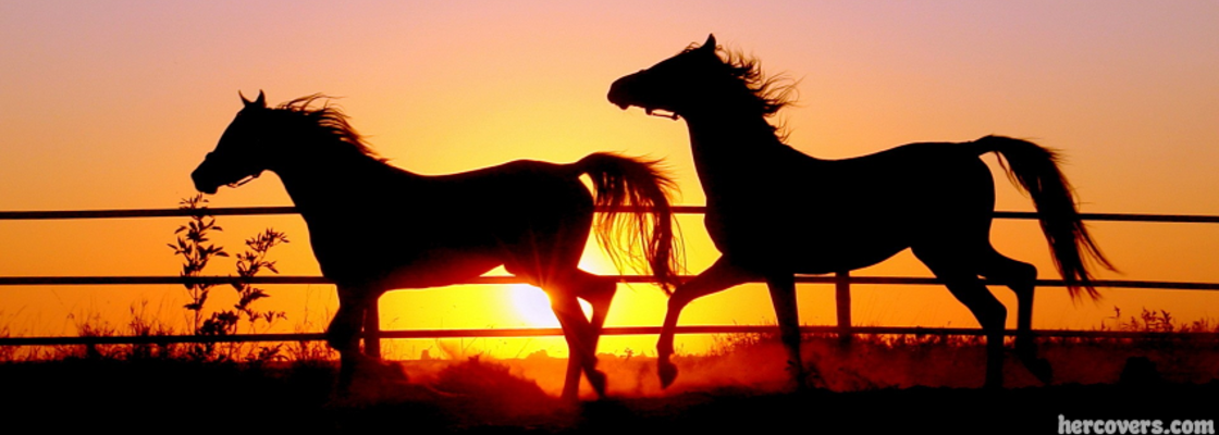 Main horse facebook cover for timeline horses 27756225 851 314