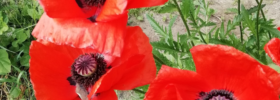 Main img 20180619 122635