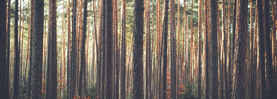 Main les sosny derevya trava 110196 7304x4875