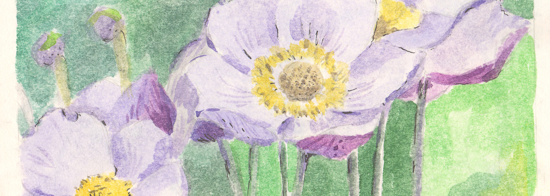 Main 1 anemones watercolor 2