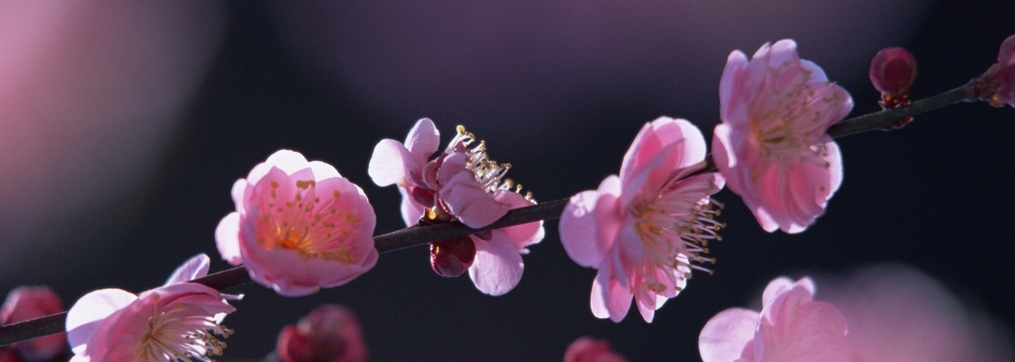 Main pink blossom flowers small blooming flowers great spring landscape