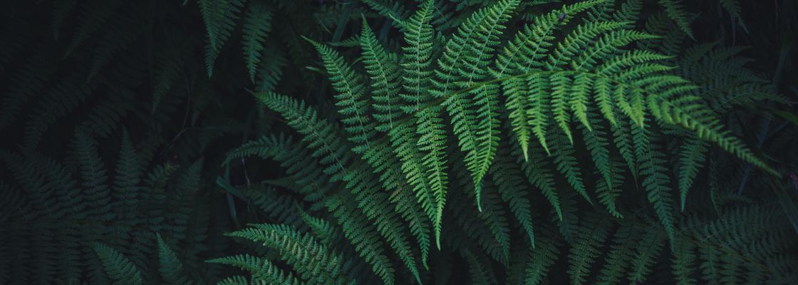 Main paporotnik listia zelenyj 123899 5184x3456